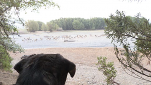A dog sits gazing over a wide, open meadow at Lake Pillsbury.